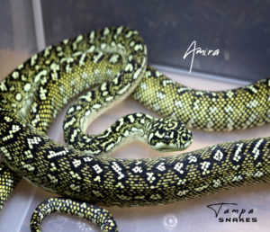 Amira Tampa Snakes