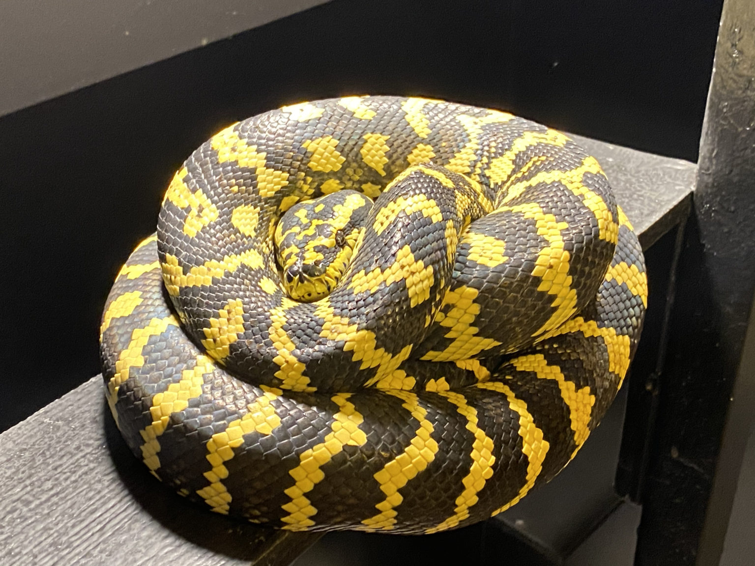 carpet-pythons-for-sale-tampa-snakes