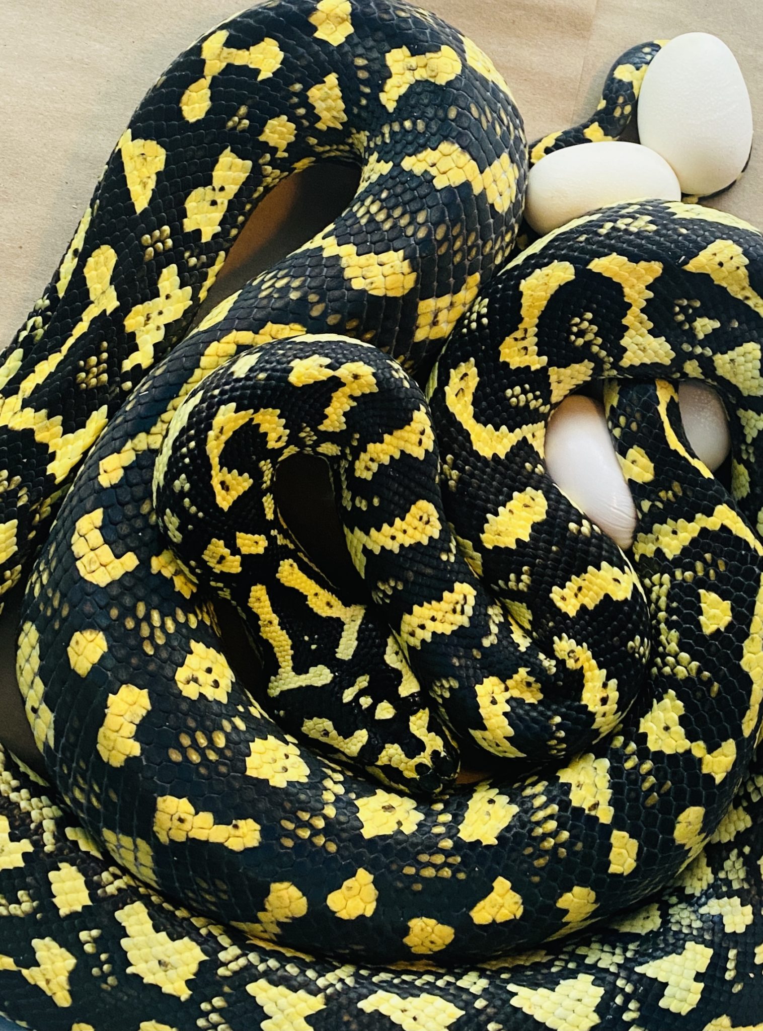 carpet-pythons-for-sale-tampa-snakes