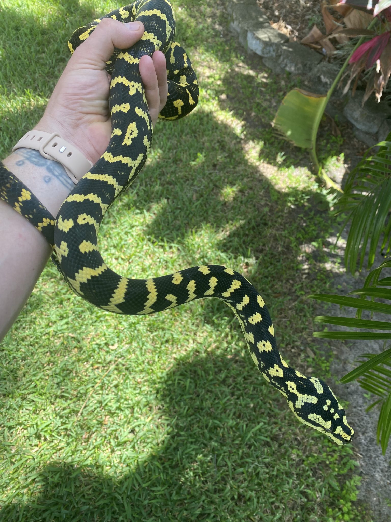 carpet-pythons-for-sale-tampa-snakes