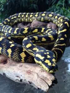 "Pilot" Jungle Carpet Python