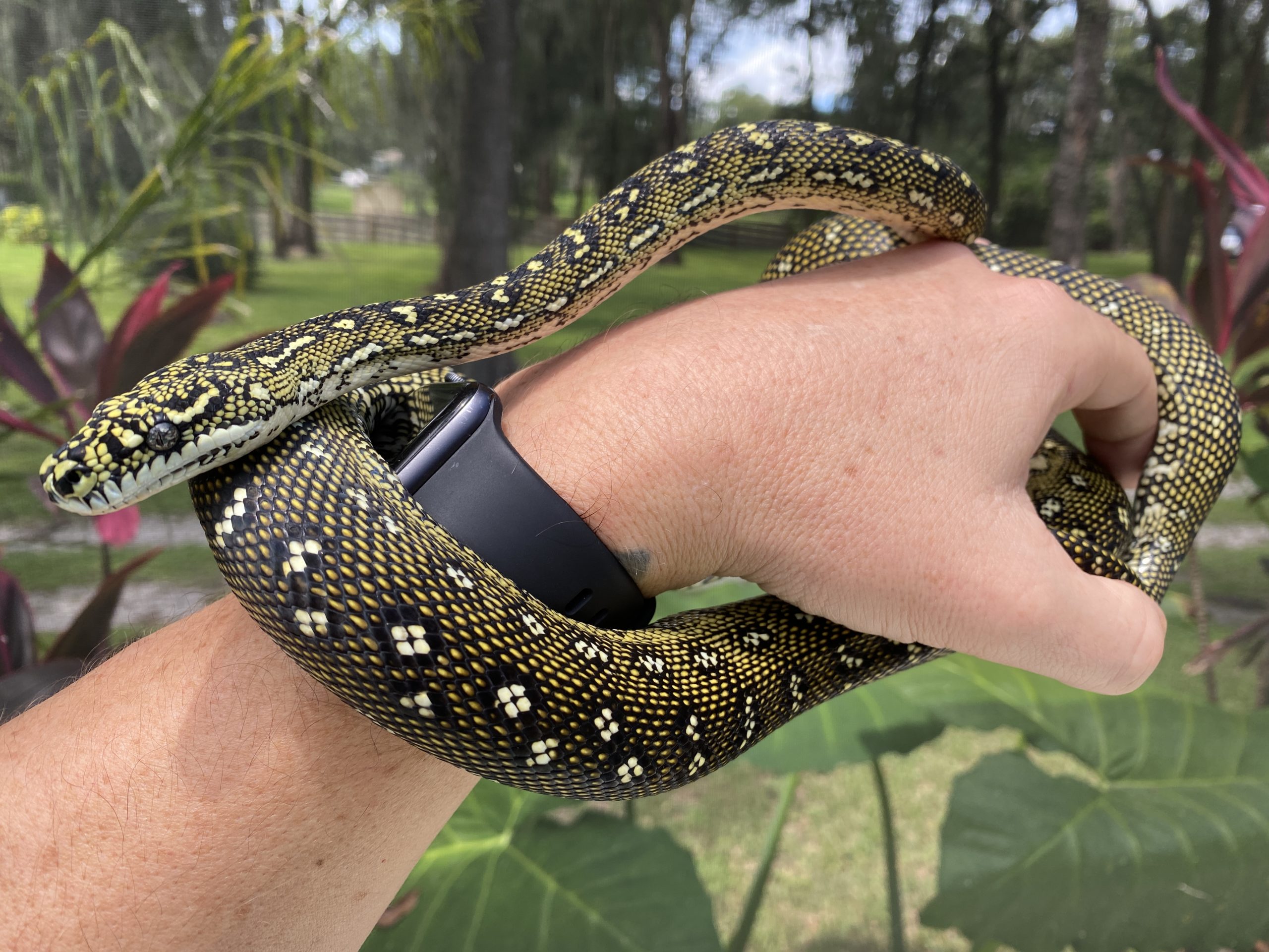 Tampa Snakes - Diamond Python Breeder